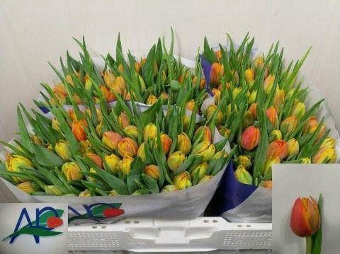 <h4>TU DU CROSSFIRE</h4>