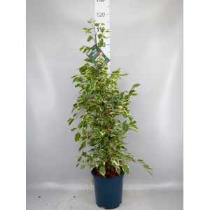 Ficus benja. 'Twilight'