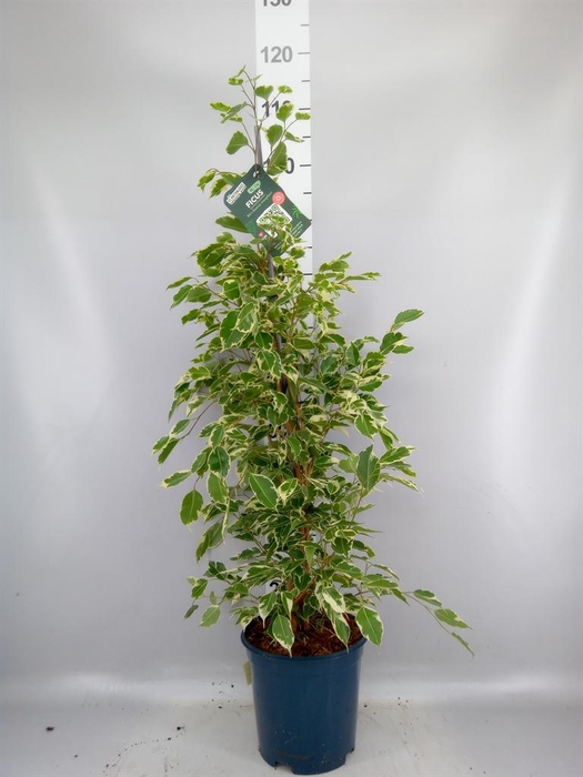 <h4>Ficus benja. 'Twilight'</h4>