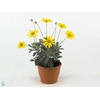 EURYOPS SILVER STAR