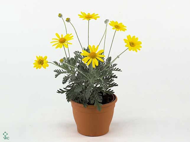 EURYOPS SILVER STAR