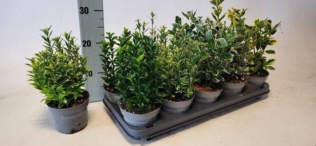 <h4>EUONYMUS JAP GEM</h4>
