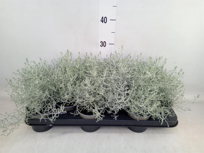 <h4>Leucophyta brownii</h4>