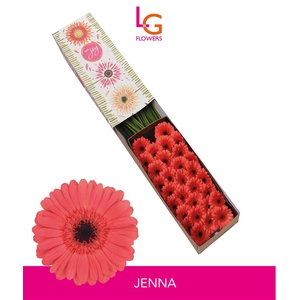 Germini Jenna Doos