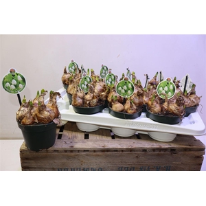 arr8 Leucoj Aestivum