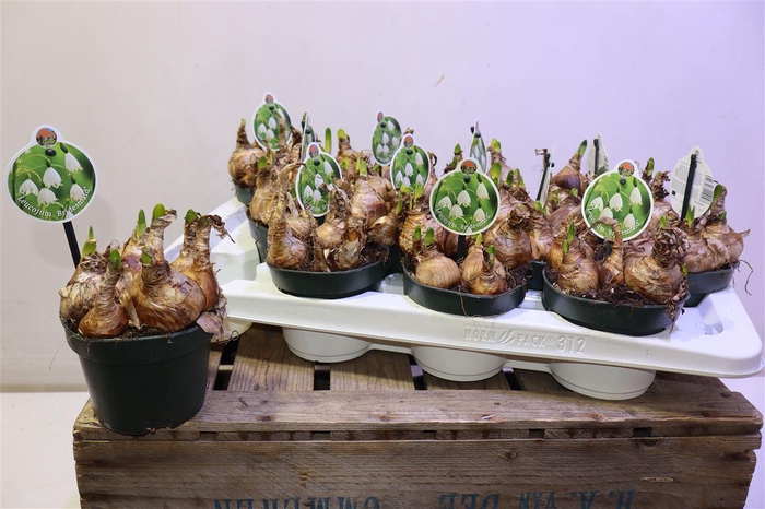 arr8 Leucoj Aestivum