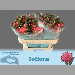 Alstr Fash Sofiena