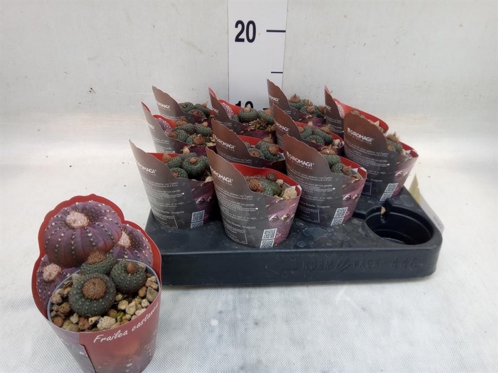 <h4>Cactus   ...</h4>