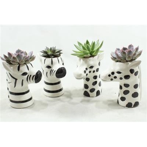 2199 DIEREN BLACK/WHITE