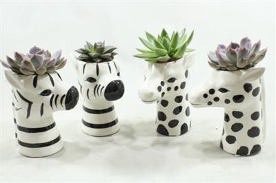 <h4>2199 DIEREN BLACK/WHITE</h4>