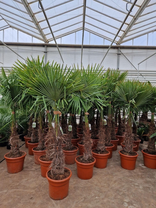 <h4>TRACHYC FORTUNEI</h4>