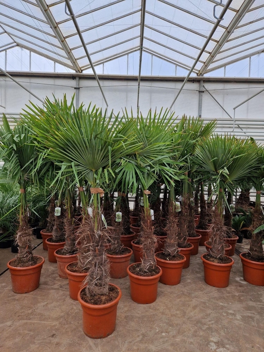 <h4>TRACHYC FORTUNEI</h4>