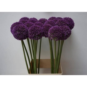 ALLIUM AMBASSADOR