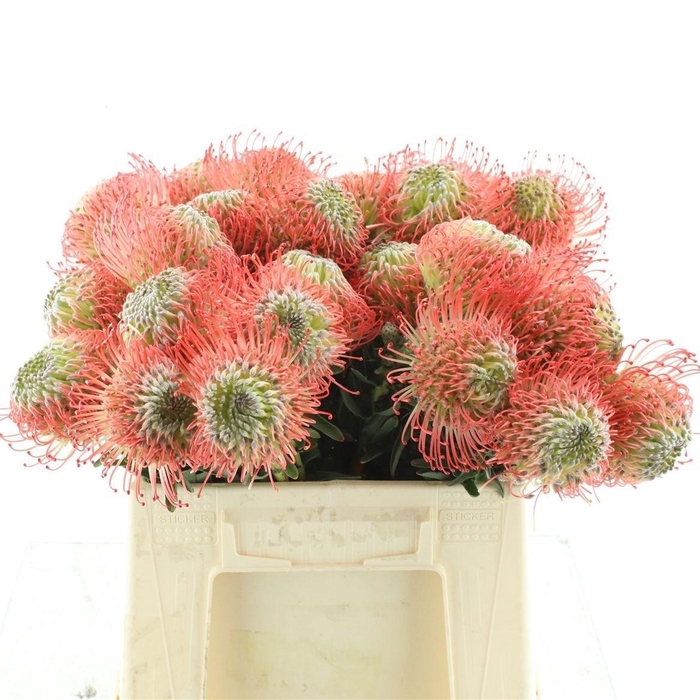 <h4>LEUCO AYOBA PINK</h4>
