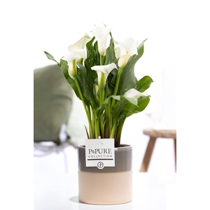 Zantedeschia white in P&PURE Tess 2 ceramics green