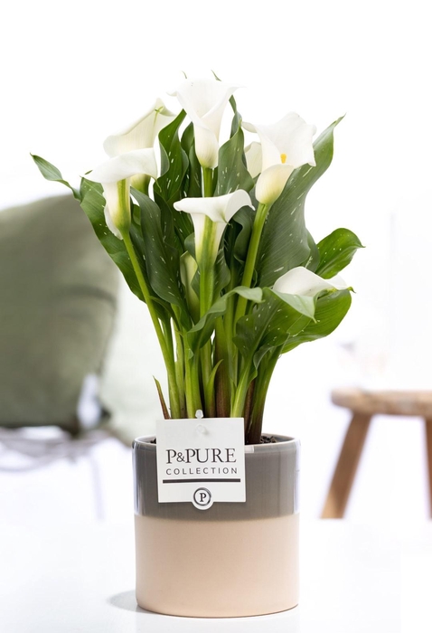 <h4>Zantedeschia white in P&PURE Tess 2 ceramics green</h4>