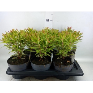 Euphorbia   ...