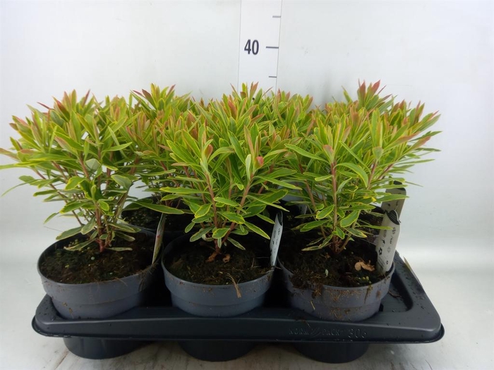 <h4>Euphorbia   ...</h4>