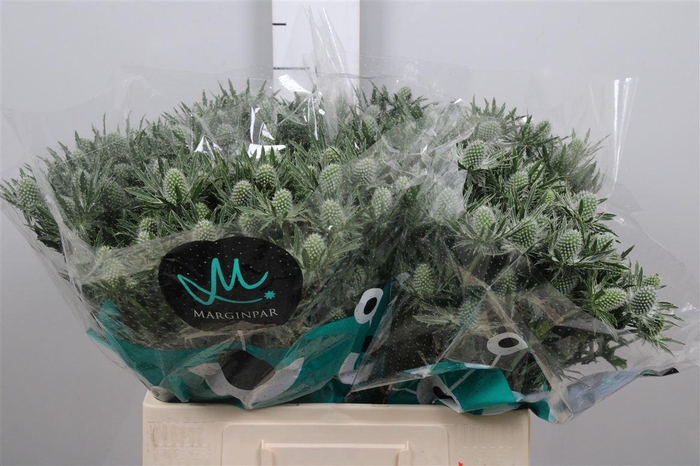 <h4>Eryn Sirius Qstar</h4>