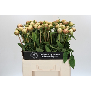 Paeonia Bowl Of Cream