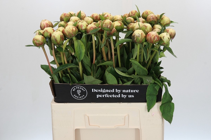 <h4>Paeonia Bowl Of Cream</h4>