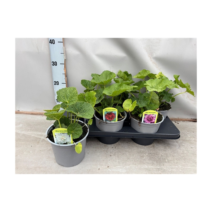 <h4>Alcea spring (Crimson - Purple - White)</h4>
