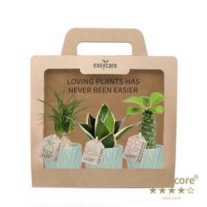 Leaf Ocean 3-pack of 6 cm