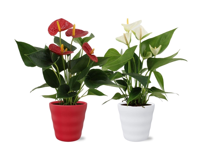 <h4>Anthurium Red-White mix in Dawn ceramics</h4>