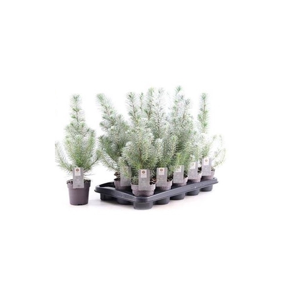 <h4>Pinus Silver Crest</h4>