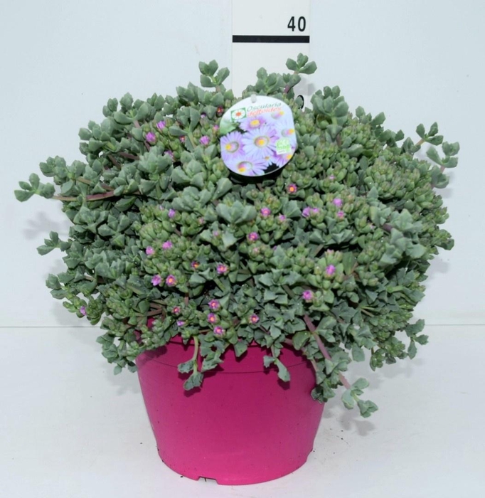 <h4>LAMPRANTHUS ROSEUS</h4>