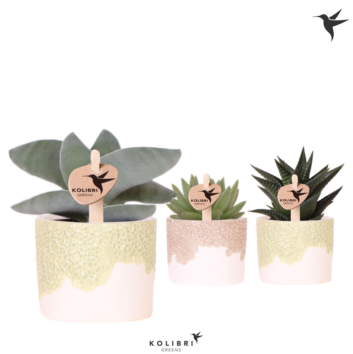 <h4>Kolibri Greens Succulenten mix in Bloom pot sand mix</h4>