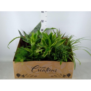 Planten Groen   ...mix 12