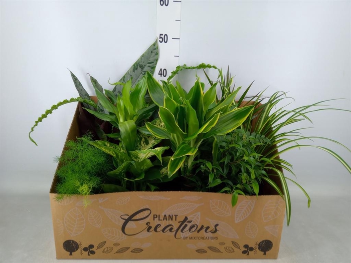 <h4>Planten Groen   ...mix 12</h4>