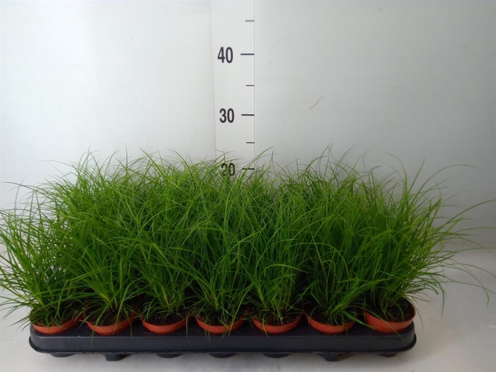 <h4>Carex brunnea</h4>