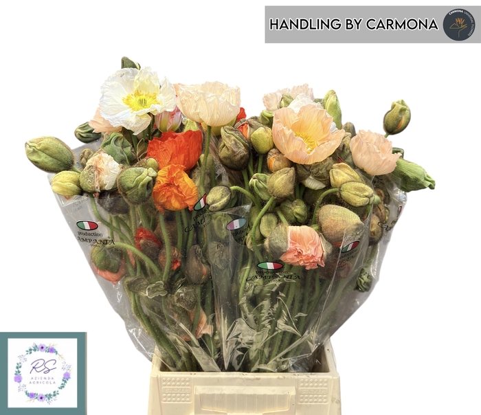 <h4>PAPA NU S POP GEM</h4>