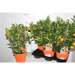 Citr Microcarpa 8 -10++++