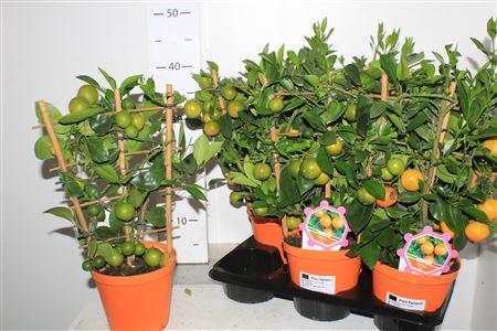 <h4>Citr Microcarpa 8 -10++++</h4>