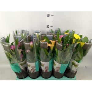 Zantedeschia   ...mix