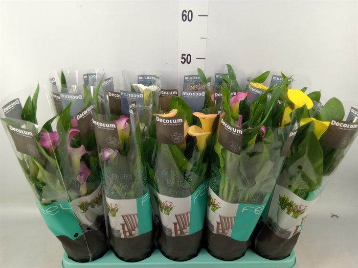 <h4>Zantedeschia   ...mix</h4>
