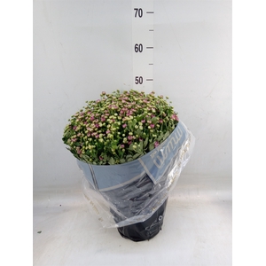 Chrysanthemum   ..
