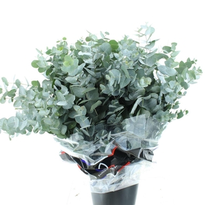 Euca Cinerea 300gram Premium France