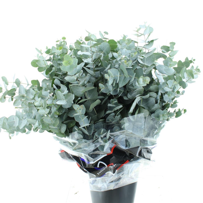 <h4>Euca Cinerea 300gram Premium France</h4>