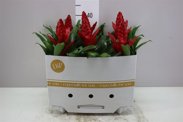 <h4>Vriesea Poelmanii</h4>