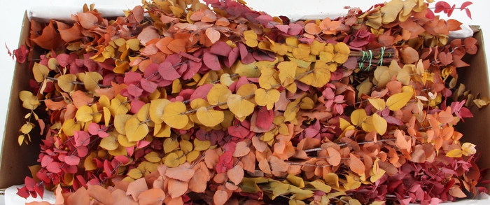 <h4>PF EUC STUART AUTUMN BS 150GR</h4>