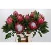 Protea Cynaroides Madiba