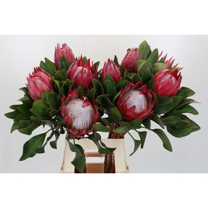 Protea Cynaroides Madiba