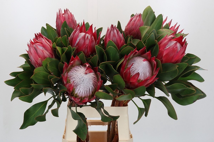 <h4>Protea Cynaroides Madiba</h4>