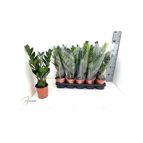 <h4>Zamio Zamiifolia 3+</h4>