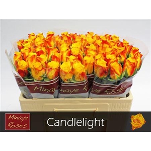 R Gr Candlelight