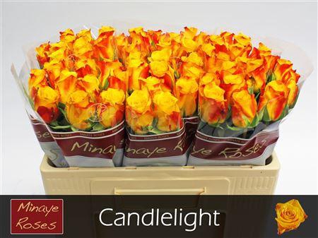 <h4>R Gr Candlelight</h4>